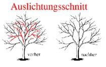 Auslichtungsschnitt