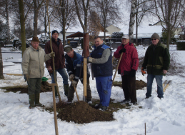 Bäume am Baumgräberfeld ausgetauscht