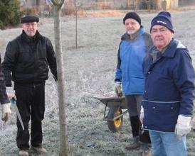 Baumschnitt in den Grünanlagen der Gemeinde