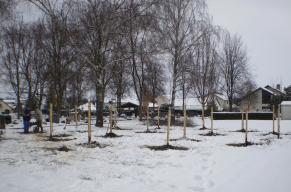 Bäume am Baumgräberfeld ausgetauscht