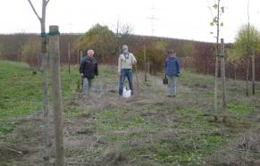 1. Bäume gepflanzt – 2. Laub beseitigt – 3. Abstellbox fertiggestellt