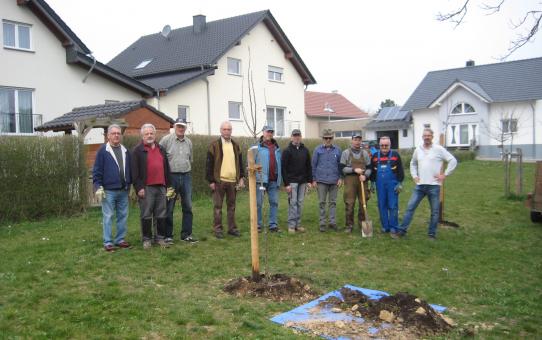 „Volontäre für Albig“ pflanzen alte Obstbaumsorten