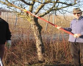 Baumschnitt in den Grünanlagen der Gemeinde