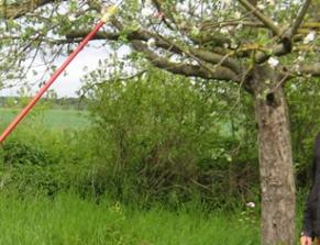 Arbeitseinsatz auf der Streuobstwiese Albig-Ost