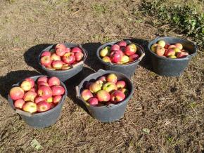Äpfel für die Alzeyer Tafel