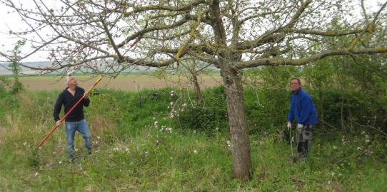 Pflege der Obstbäume auf der Streuobstwiese Albig-Ost