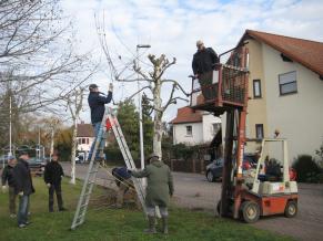 Rückschnitt von Bäumen im Dorf