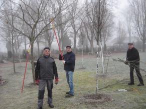 Rückschnitt der vier Platanen auf dem Friedhof im Baumgräberfeld 