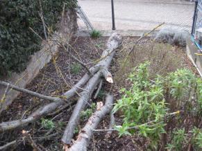 Abtransport des Totholzes