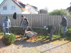 Eibenbüsche vom Ortseingang werden in den Pflanzstreifen Leimenkaute umgesetzt 