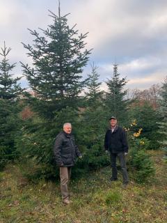 Auswahl der Weihnachtsbäume im Mörsfelder Forst