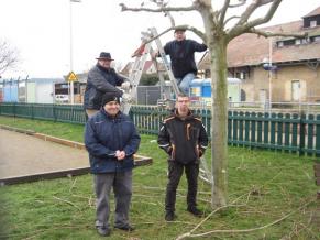 Rückschnitt von Bäumen