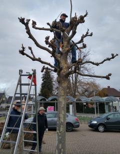 Rückschnitt von Bäumen