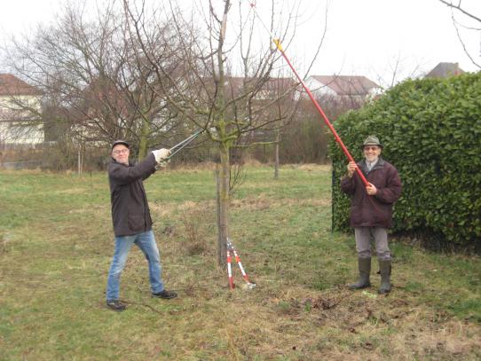 Obstbaumschnitt in der Leimenkaute