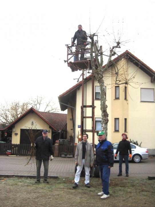 Beschneidung der Platanen