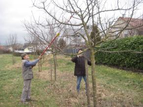 Volontäre beim Baumrückschnitt in der Leimenkaute