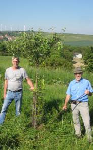 Volontäre bei der Baumpflege