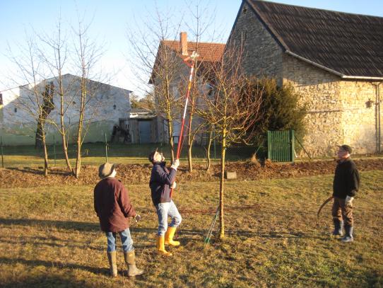 Die Volontäre bei den Pflegearbeiten an den Bäumen