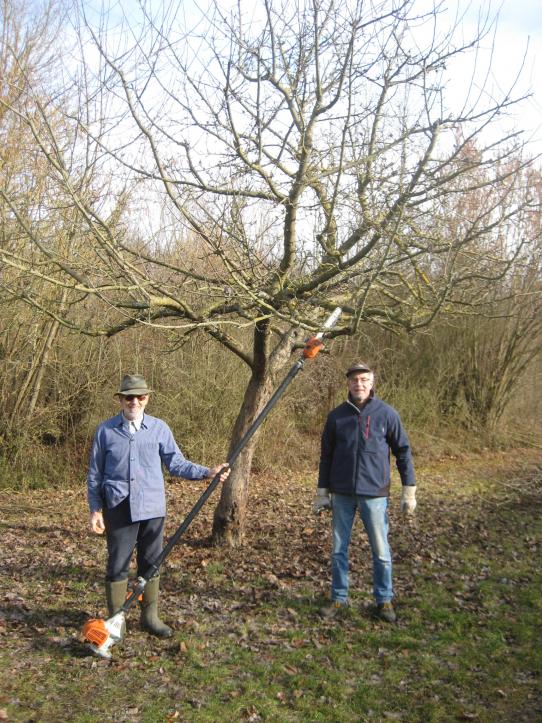 Zwei Volontäre beim Beschneiden eines Baumes
