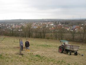 Baumpflege auf der Streuobstwiese
