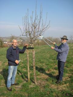 Volontäre beim Beschneiden der Bäume
