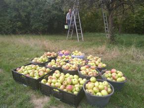 Die Apfelernte
