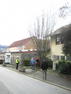 Ein Baum wird von den Volontären begutachtet