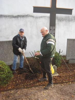Rosen werden angepflanzt