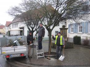 Die Schadstelle an dem beschädigtem Baum wird behandelt