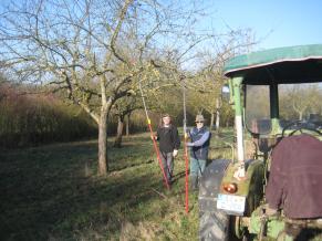 Volontäre bei der Baumpflege