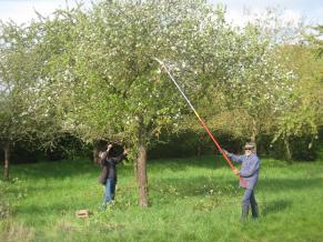 Obstbäume werden geschnitten